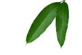 Close-up of fresh mango leaves tropical fruit tree isolated on white background with clipping path. Mango leaves are medicinal Royalty Free Stock Photo