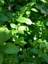 Close up of fresh mint growing in the garden. Fresh mint background. Nature background Royalty Free Stock Photo