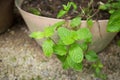 Close up of Fresh mint leaf that growing in flowerpot Royalty Free Stock Photo