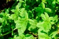 Close-up of fresh mint leaves, texture or background. Peppermint Royalty Free Stock Photo
