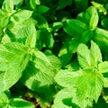 Close-up of fresh mint leaves, texture or background. Peppermint Royalty Free Stock Photo