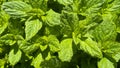 Close-up of fresh mint leaves with water drops. Green useful plant Royalty Free Stock Photo