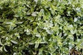 Close up of fresh mint for traditional Moroccan mint tea on market stand in Marrakech, Morocco. Royalty Free Stock Photo