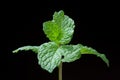 close-up of fresh mints leaves