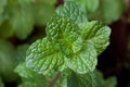 close-up of fresh mints leaves