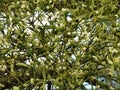 Close up fresh mistletoe on tree, white berries Royalty Free Stock Photo