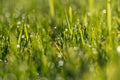 Close up of a fresh morning dew drops on blades of green grass with bokeh effect Royalty Free Stock Photo