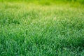 Close up of fresh morning dew on green grass. Royalty Free Stock Photo