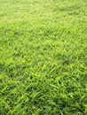 Close up of fresh morning dew on spring grass Royalty Free Stock Photo