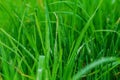 Close up of fresh morning dew on spring grass Royalty Free Stock Photo