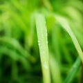Close up of fresh morning dew on spring grass Royalty Free Stock Photo