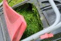Close up of fresh mowed grass in a lawn mower Royalty Free Stock Photo