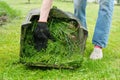 Close up of fresh mowed grass in a lawn mower Royalty Free Stock Photo