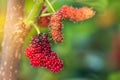 Close up fresh mulberry fruits (black mulberry, blackberry, Morus nigra) Royalty Free Stock Photo