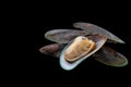 Fresh mussel isolated on white background Royalty Free Stock Photo