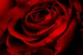 Close Up Fresh Natural Rose Background Flowers Romantic Love Valentine Day Concept - Red Roses Flower Bouquet On Dark Background