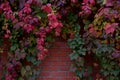 Close up fresh nature grape tree with multicolored leaves on the brick wallbackground