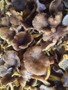 Heap of funnel chanterelles