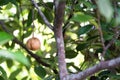 Close-up of fresh nutmeg on tree