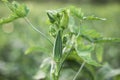 Close-up of fresh okra green vegetable, Okra vegetable field Royalty Free Stock Photo