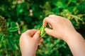 Fresh pods of green peas in hands of child Royalty Free Stock Photo