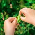 Fresh pods of green peas in hands of child Royalty Free Stock Photo