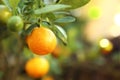 Close up fresh orange fruit with leaves growing on the tree in the garden