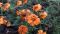 close up of fresh orange kenikir flowers in the garden Royalty Free Stock Photo