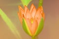 Close-up  Fresh Orange Nymphaea Water lily or Orange Lotus Bud Flower on the lotus lake - Floral backdrops and beautiful details c Royalty Free Stock Photo