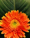 Close up fresh orange and yellow gerbera daisy Flower with big green leaf background for spring Royalty Free Stock Photo