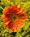 Close up fresh orange and yellow gerbera daisy Flower with small yellow flower background for spring Royalty Free Stock Photo