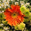 Close up fresh orange and yellow gerbera daisy Flower with various small white daisy flower background for spring Royalty Free Stock Photo