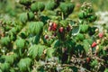 Close up of fresh organic berries with green leaves on raspberry cane. Summer garden in village. Royalty Free Stock Photo