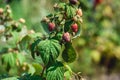 Close up of fresh organic berries with green leaves on raspberry cane. Summer garden in village. Royalty Free Stock Photo