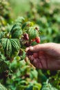 Close up of fresh organic berries with green leaves on raspberry cane. Summer garden in village. Royalty Free Stock Photo