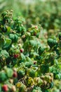 Close up of fresh organic berries with green leaves on raspberry cane. Summer garden in village. Royalty Free Stock Photo