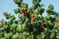 Close up of fresh organic berries with green leaves on raspberry cane. Summer garden in village. Royalty Free Stock Photo