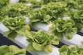 Close up fresh organic hydroponic vegetable plantation produce green salad hydroponic cultivate farm. Green oak lettuce salad in Royalty Free Stock Photo