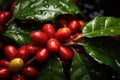 Close up fresh organic red raw and ripe coffee cherry beans on tree plantation Royalty Free Stock Photo