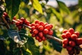 Close up fresh organic red raw and ripe coffee cherry beans on tree plantation Royalty Free Stock Photo