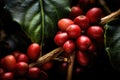 Close up fresh organic red raw and ripe coffee cherry beans on tree plantation Royalty Free Stock Photo