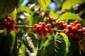 Close up fresh organic red raw and ripe coffee cherry beans on tree plantation Royalty Free Stock Photo