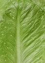 Close-up of fresh organic romaine lettuce. Royalty Free Stock Photo