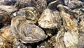 Close-up of fresh oysters in an aquarium with clear water. Live seafood before cooking. Shellfish for cooking. Family of marine