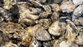 Close-up of fresh oysters in an aquarium with clear water. Live seafood before cooking. Shellfish for cooking. Family of marine