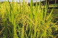 Close up fresh paddy rice field, Lush green beautiful background in CHIANGMAI, THAILAND Royalty Free Stock Photo