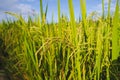 Close up fresh paddy rice field, Lush green beautiful background in CHIANGMAI, THAILAND Royalty Free Stock Photo
