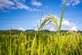 Close up fresh paddy rice field, Lush green beautiful background in CHIANGMAI, THAILAND Royalty Free Stock Photo