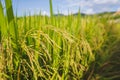 Close up fresh paddy rice field, Lush green beautiful background in CHIANGMAI, THAILAND Royalty Free Stock Photo