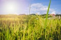 Close up fresh paddy rice field, Lush green sunlight and flare beautiful relax landscape background. in CHIANGMAI, THAILAND Royalty Free Stock Photo